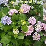 Le Clos Des Hortensias * Toutainville