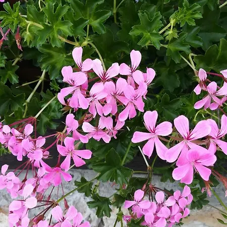 Dom wakacyjny Le Clos Des Hortensias *