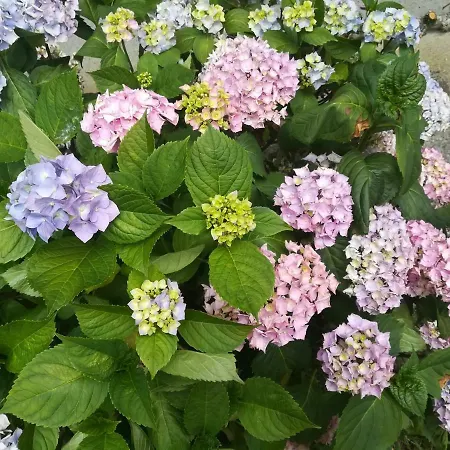 Le Clos Des Hortensias * Toutainville