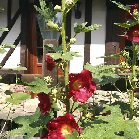 Dom wakacyjny Le Clos Des Hortensias *