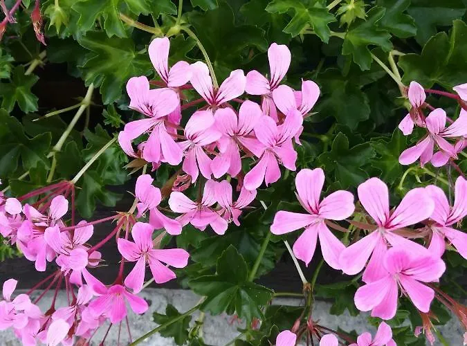 Casa vacanze Le Clos Des Hortensias *