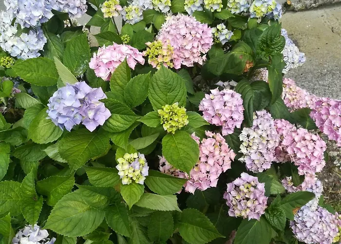 Le Clos Des Hortensias * Toutainville